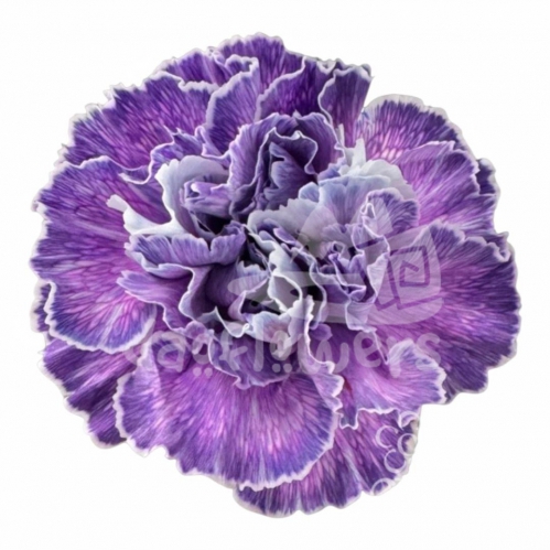 Bunny Lavender PNT