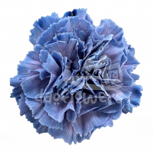 Inspire Blue PNT
