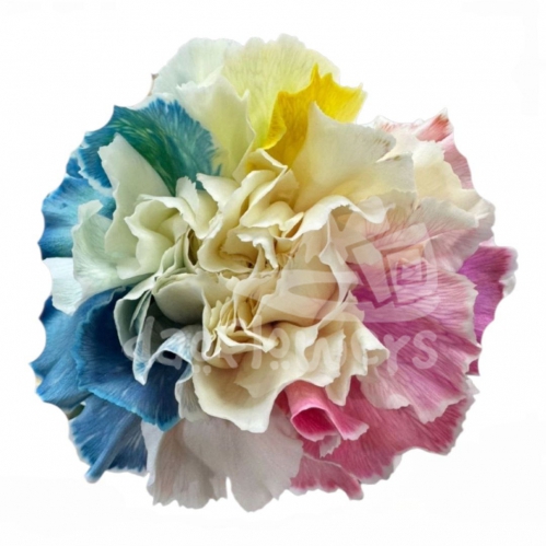 Rainbow Cream PNT