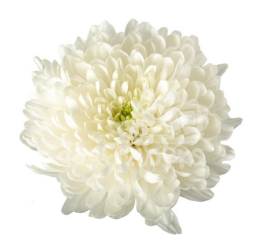 Zembla White