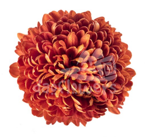 Virginia Red