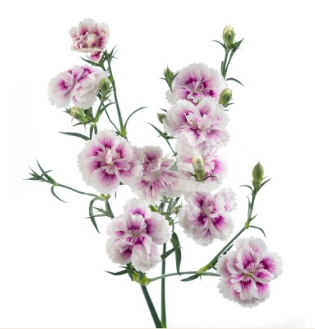 Raffine Thia