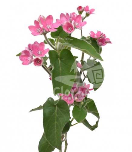tweedia pink