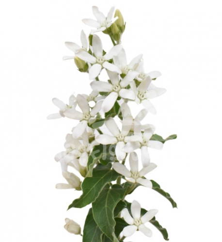 tweedia white