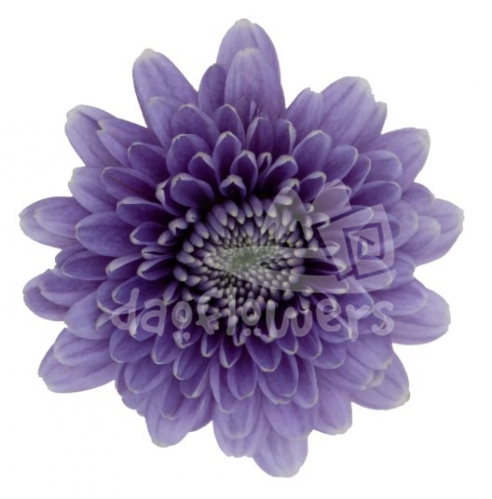 Purple Sapphire