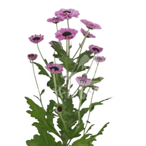 Patrese Pink