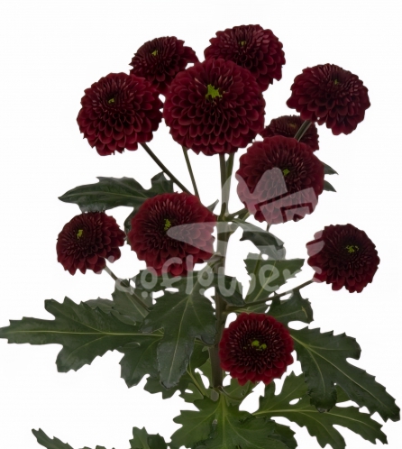Purpetta Red