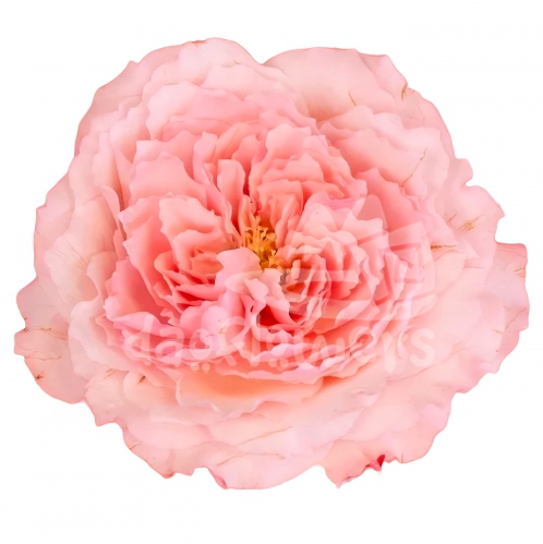 mayras pink