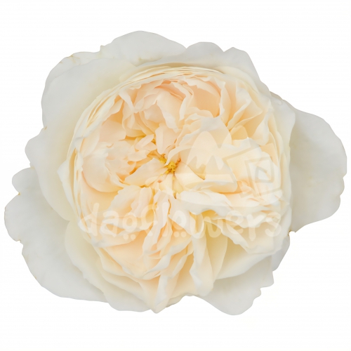 purity_da