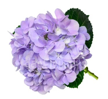 Dream Purple