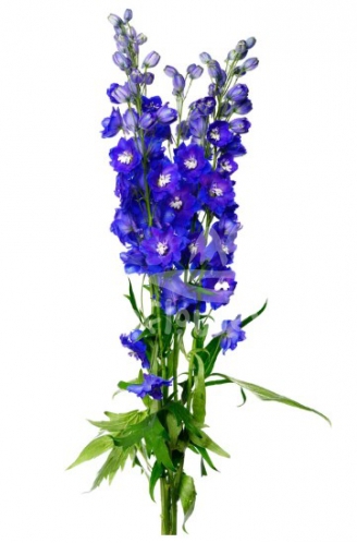 Blue Star