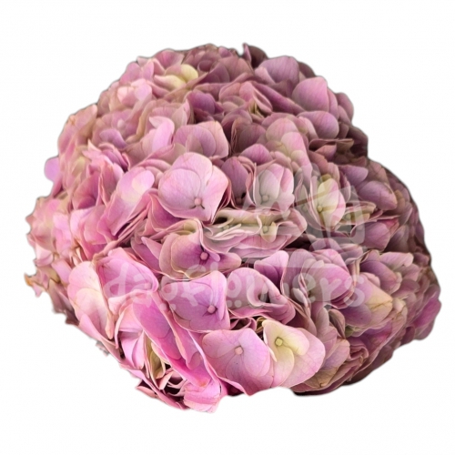 Mirla Rose dutch
