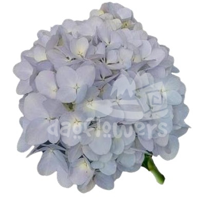 dream blue natural