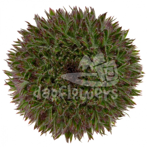 Marimo green