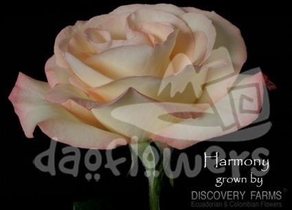 harmonie