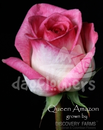 queen amazone