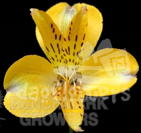 Senna