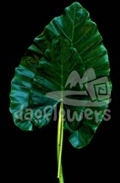 alocacia, green