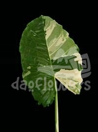 alocacia.bicolor