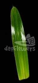 dragon tongue