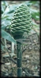 shampoo green