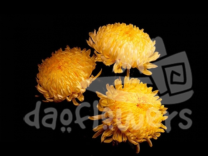 football yellow