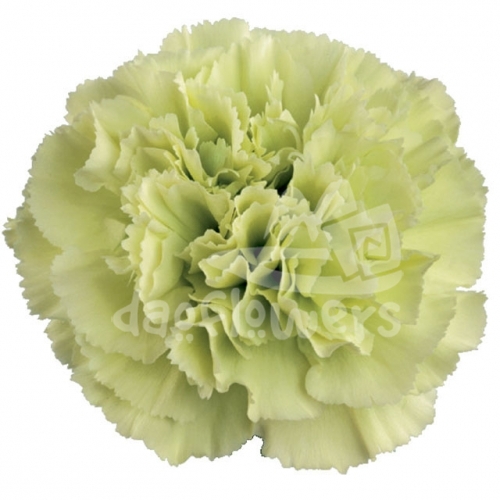 Prado Mint
