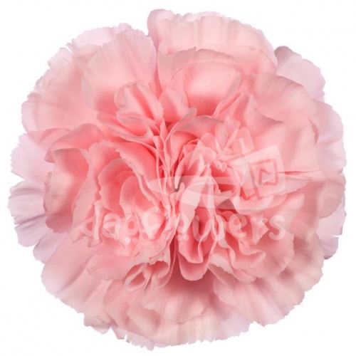 Flamenco