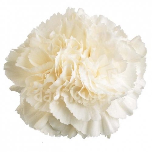 White Liberty