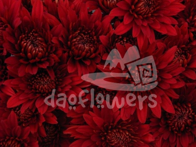 rock red