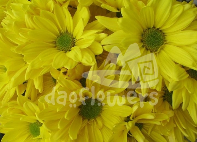 atlantis yellow