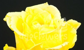 yellow storm