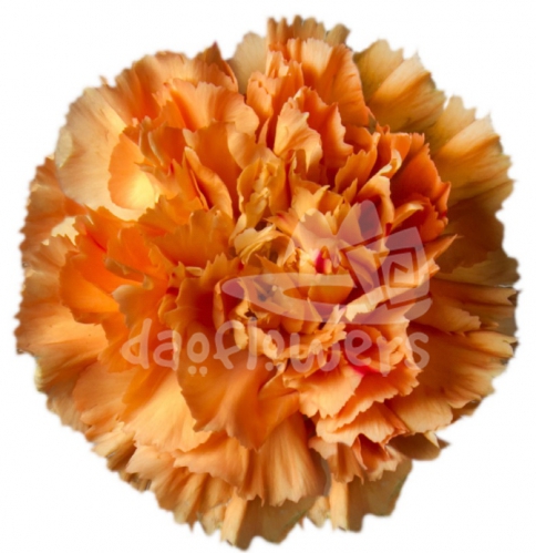 Hermes Orange