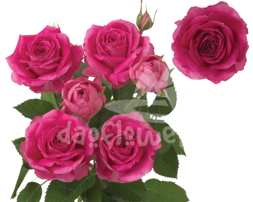 fuchsia lace*