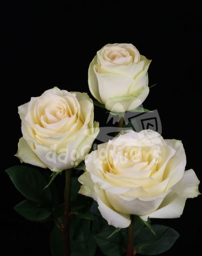 cream esperance
