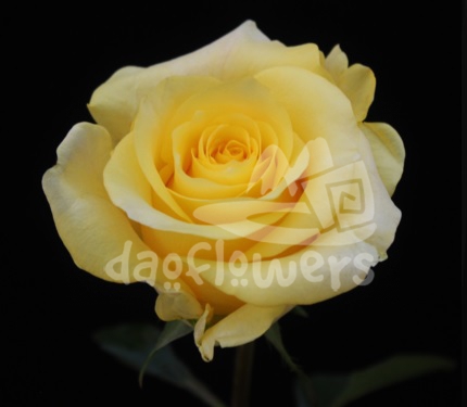hot yellow