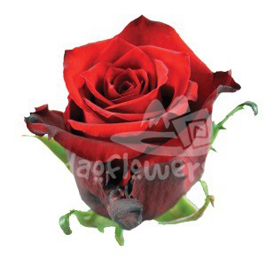 red torch