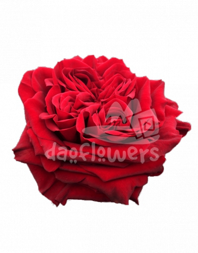 mayras red