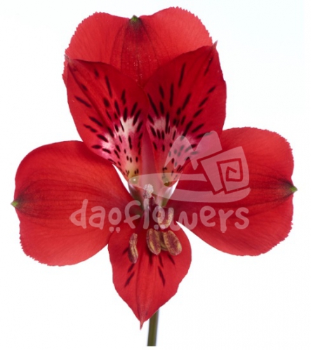 Red Delight