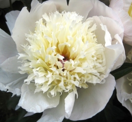 Immaculae