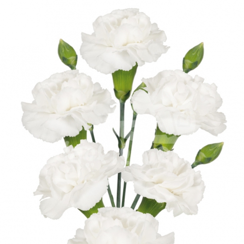 blanquita*