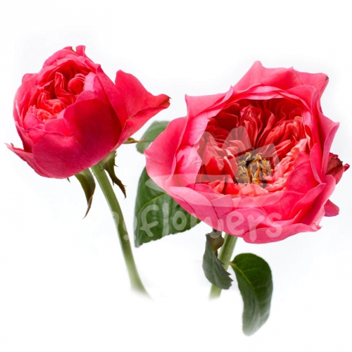 cerise vuvuzela*