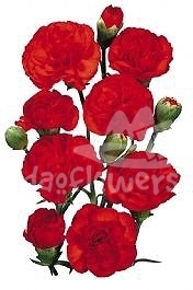 red fuego*