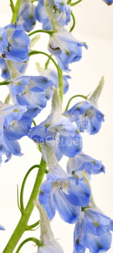 Royal Light Blue