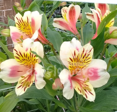 Bella Blossom