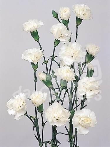 white barbara*