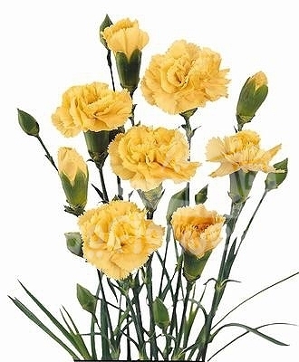 golden yellow*