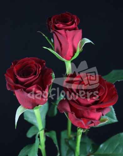 red one